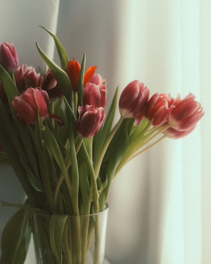 A beautiful bouquet of vibrant tulips in a clear vase against a soft background, perfect for spring themes.